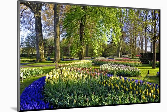 Keukenhof near Lisse, South Holland, Netherlands, Europe-Hans-Peter Merten-Mounted Photographic Print