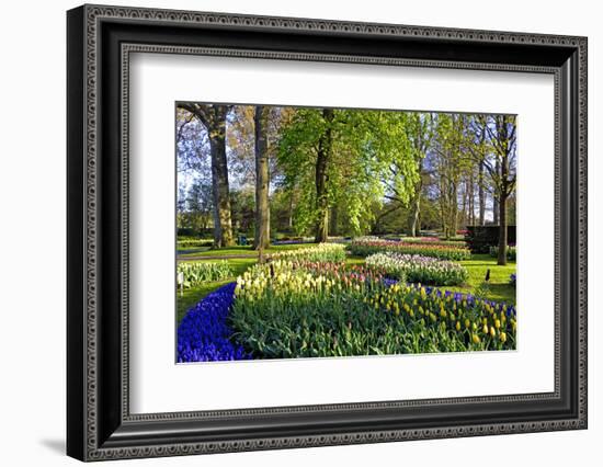 Keukenhof near Lisse, South Holland, Netherlands, Europe-Hans-Peter Merten-Framed Photographic Print