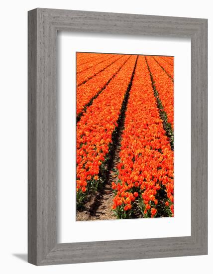 Keukenhof near Lisse, South Holland, Netherlands, Europe-Hans-Peter Merten-Framed Photographic Print