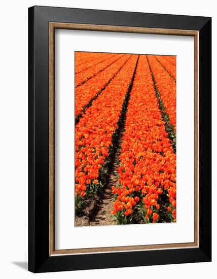 Keukenhof near Lisse, South Holland, Netherlands, Europe-Hans-Peter Merten-Framed Photographic Print