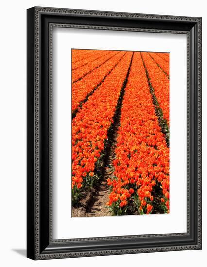 Keukenhof near Lisse, South Holland, Netherlands, Europe-Hans-Peter Merten-Framed Photographic Print