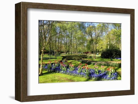 Keukenhof near Lisse, South Holland, Netherlands, Europe-Hans-Peter Merten-Framed Photographic Print