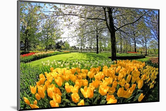 Keukenhof near Lisse, South Holland, Netherlands, Europe-Hans-Peter Merten-Mounted Photographic Print