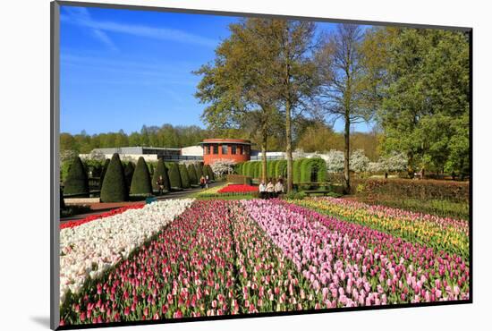 Keukenhof near Lisse, South Holland, Netherlands, Europe-Hans-Peter Merten-Mounted Photographic Print