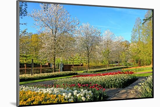 Keukenhof near Lisse, South Holland, Netherlands, Europe-Hans-Peter Merten-Mounted Photographic Print