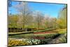 Keukenhof near Lisse, South Holland, Netherlands, Europe-Hans-Peter Merten-Mounted Photographic Print