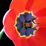 Red Tulip (Tulipa) - Liliaceae-Kev Vincent Photography-Mounted Photographic Print