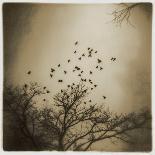 Birds and Trees, Discovery Park-Kevin Cruff-Photographic Print