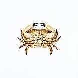 Common Crab-Kevin Curtis-Premium Photographic Print