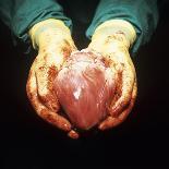 Heart Transplant-Kevin Curtis-Premium Photographic Print