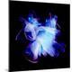Premium Photographic Print