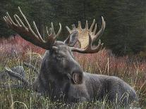 Recumbent Moose-Kevin Daniel-Art Print