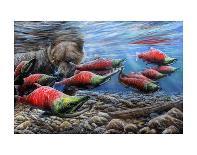 The Last Run - Sockeye Salmon-Kevin Daniel-Art Print