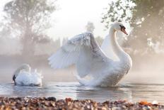 Mute Swan (Cygnus Olor) Stretching on a Mist Covered Lake at Dawn-Kevin Day-Framed Premier Image Canvas