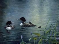 Virginias Loons-Kevin Dodds-Giclee Print