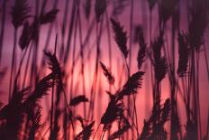 Reeds Close to Tormes River Salamanca Castile Leon Spain-Kevin George-Photographic Print