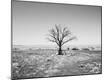 Photographic Print
