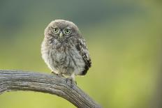 Little Owl (Athene Noctua), Yorkshire, England, United Kingdom, Europe-Kevin Morgans-Photographic Print
