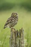 Little Owl (Athene Noctua), Yorkshire, England, United Kingdom, Europe-Kevin Morgans-Framed Photographic Print