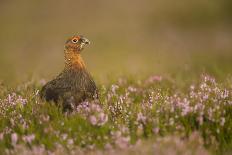 Red Grouse (Lagopus Lagopus), Yorkshire Dales, England, United Kingdom, Europe-Kevin Morgans-Photographic Print