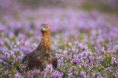 Red squirrel (Sciurus vulgaris) in blooming heather, Cairngorms National Park, Scotland, United Kin-Kevin Morgans-Photographic Print