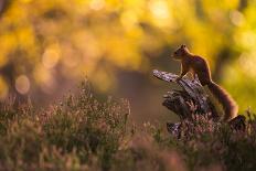 Red squirrel (Sciurus vulgaris) and autumnal colours, Cairngorms National Park, Scotland, United Ki-Kevin Morgans-Framed Photographic Print