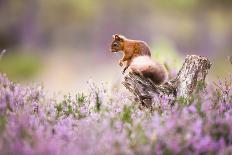 Red squirrel (Sciurus vulgaris) in blooming heather, Cairngorms National Park, Scotland, United Kin-Kevin Morgans-Photographic Print