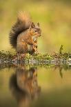 Red squirrel (Sciurus vulgaris) in blooming heather, Cairngorms National Park, Scotland, United Kin-Kevin Morgans-Photographic Print