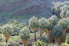 California, Palm Springs, Indian Canyons. California Fan Palm Oasis-Kevin Oke-Photographic Print