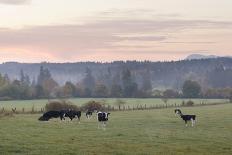 Canada, B.C., Vancouver Island, Cowichan Valley. Cows at a Dairy Farm-Kevin Oke-Photographic Print