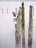 Canada, B.C, Vancouver Island. Great Blue Heron on an Old Piling-Kevin Oke-Photographic Print