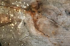 Canada, British Columbia, Cabbage Island. Cut Cedar Log Showing Age Rings-Kevin Oke-Photographic Print
