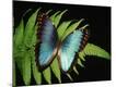 Premium Photographic Print