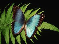 Blue Common Morpho Butterfly on Fern Frond-Kevin Schafer-Framed Photographic Print