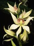Encyclia Fragrans Orchid Blossoms-Kevin Schafer-Photographic Print