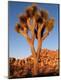 Premium Photographic Print