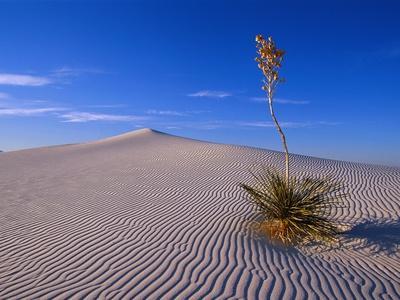 White Sands Wall Art: Prints, & Paintings Posters