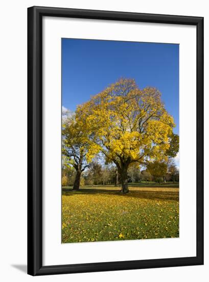 Kew Autumn Tree-Charles Bowman-Framed Photographic Print