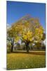 Kew Autumn Tree-Charles Bowman-Mounted Photographic Print
