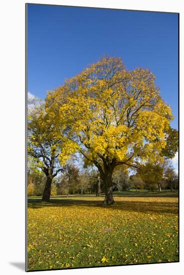 Kew Autumn Tree-Charles Bowman-Mounted Photographic Print