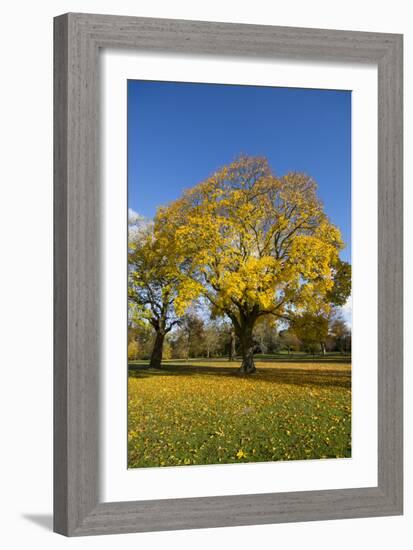 Kew Autumn Tree-Charles Bowman-Framed Photographic Print