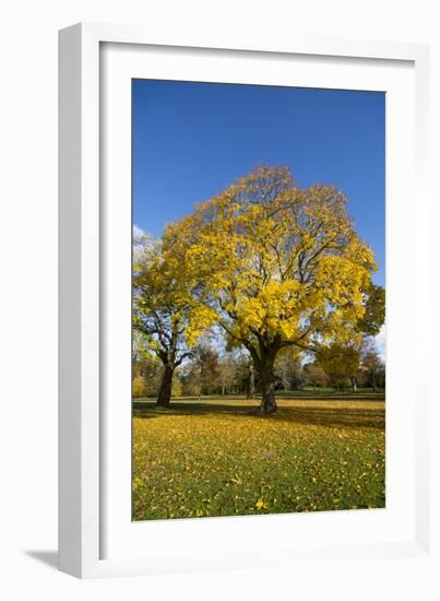 Kew Autumn Tree-Charles Bowman-Framed Photographic Print
