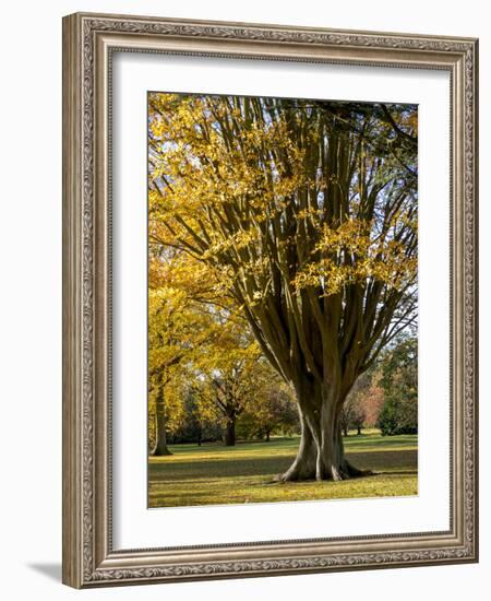 Kew Autumn-Charles Bowman-Framed Photographic Print