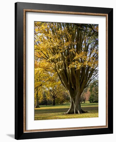 Kew Autumn-Charles Bowman-Framed Photographic Print