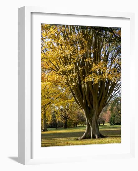 Kew Autumn-Charles Bowman-Framed Photographic Print