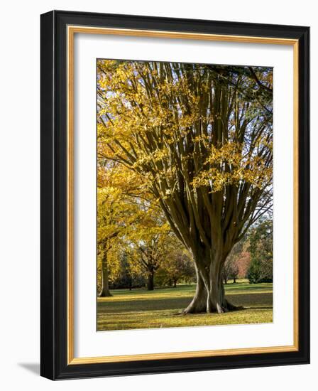 Kew Autumn-Charles Bowman-Framed Photographic Print