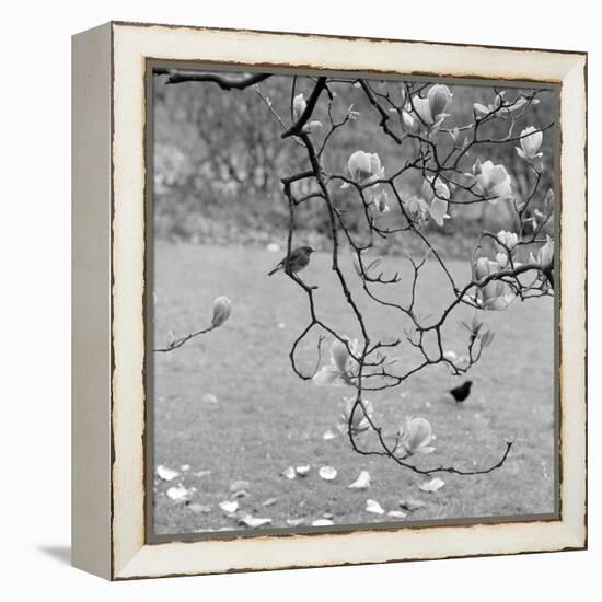 Kew Gardens, Greater London. a Robin Perched on a Twig of a Magnolia in Bloom at Kew Gardens-John Gay-Framed Premier Image Canvas