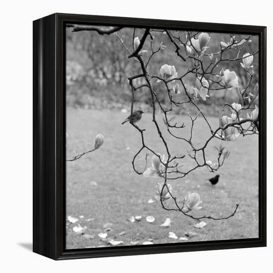 Kew Gardens, Greater London. a Robin Perched on a Twig of a Magnolia in Bloom at Kew Gardens-John Gay-Framed Premier Image Canvas