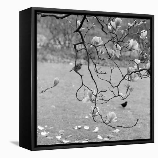 Kew Gardens, Greater London. a Robin Perched on a Twig of a Magnolia in Bloom at Kew Gardens-John Gay-Framed Premier Image Canvas