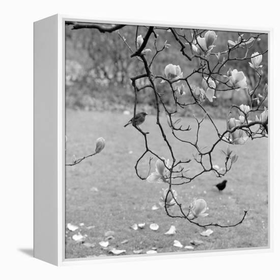 Kew Gardens, Greater London. a Robin Perched on a Twig of a Magnolia in Bloom at Kew Gardens-John Gay-Framed Premier Image Canvas